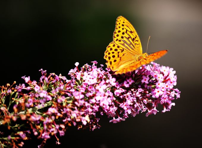 Wallpaper Butterfly, insects, flowers, Glass, nature, garden, Animals 474398436